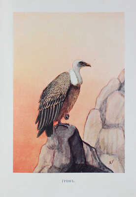 Чеглок А. Мои приключения в Сахаре и Северной Африке. Кн. 2. 10 рассказов из жизни птиц и пресмыкающихся. 1912.